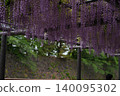 Wisteria in full bloom and the stone walls of Nagoya Castle 140095302
