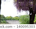 A view of Nagoya Castle's keep from a wisteria trellis. 140095303