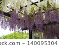 White wisteria flowers and purple wisteria flowers 140095304