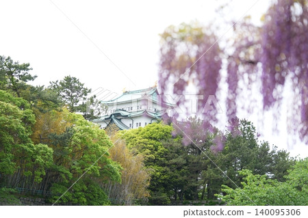 Nagoya Castle's keep and wisteria blossoms 140095306