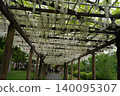 A long stretch of wisteria trellis scenery 140095307