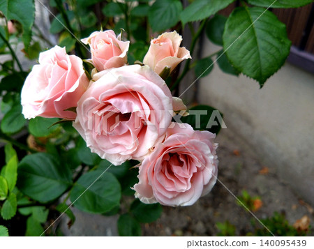 An elegant rose garden where pale pink roses bloom. An elegant rose garden where pale pink roses bloom. 140095439