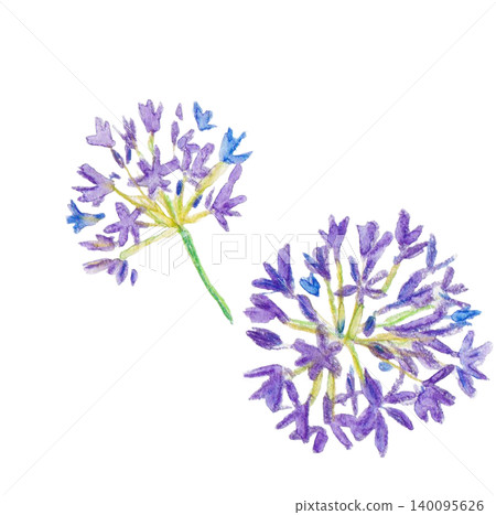 Hand-painted Agapanthus Hand-painted Agapanthus 140095626