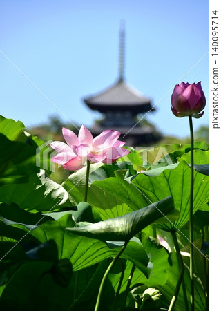 Lotus flowers and a three-story pagoda at Sankeien Garden in Yokohama City. Lotus flowers and a three-story pagoda at Sankeien Garden in Yokohama City. 140095714