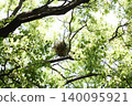 A bird's nest in a large tree, viewed from below. 140095921