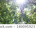Light filtering through the trees in the forest 140095923