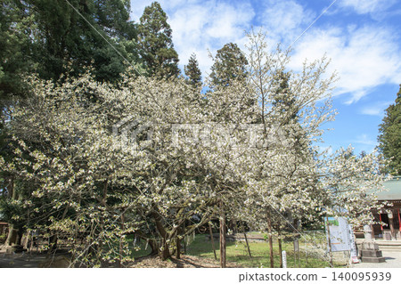伊佐澄神社，神樹：臼泉櫻花樹，福島縣 140095939