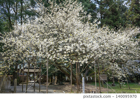 Isasumi Shrine, Sacred Tree: Usuzumi Cherry Tree, Fukushima Prefecture 140095970