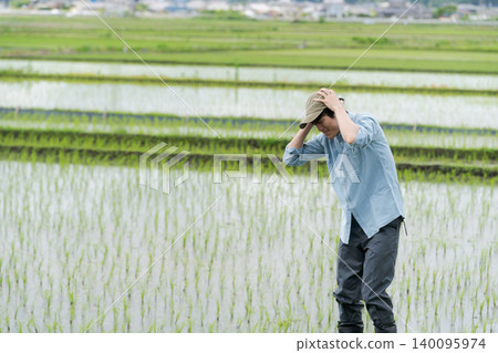 A young rice farmer holds his head in his hands in the rice field. A young rice farmer holds his head in his hands in the rice field. 140095974