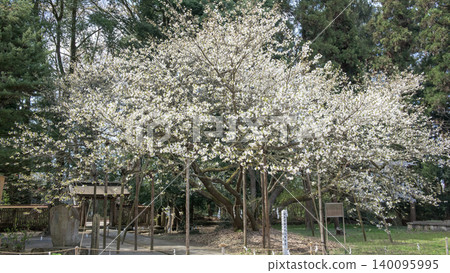 Isasumi Shrine, Sacred Tree: Usuzumi Cherry Tree, Fukushima Prefecture 140095995