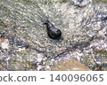 Sea cows on the rocks along the coast 140096065