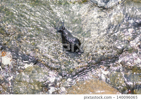 Sea cows on the rocks along the coast Sea cows on the rocks along the coast 140096065