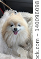 Cute pomeranian 140096098