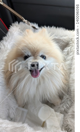 可愛的博美犬 140096098