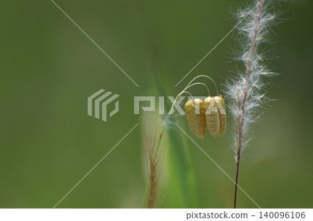 Poaceae family plants: Briza maxima and Cogongrass Poaceae family plants: Briza maxima and Cogongrass 140096106