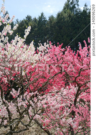 Peach blossoms in a profusion of red, white, and pink. Peach blossoms in a profusion of red, white, and pink. 140096269
