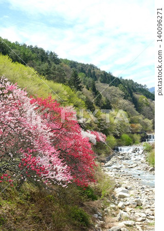 碧空之下,溪流兩岸桃花盛開 碧空之下,溪流兩岸桃花盛開 140096271