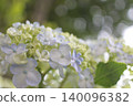 淺色繡球花 140096382