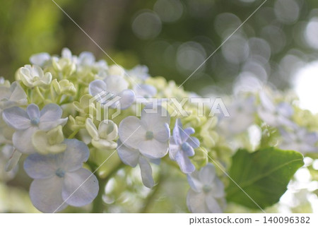 淺色繡球花 淺色繡球花 140096382