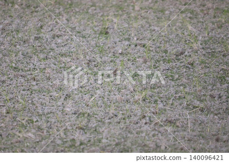A pipit walking on the ground in a rice field A pipit walking on the ground in a rice field 140096421