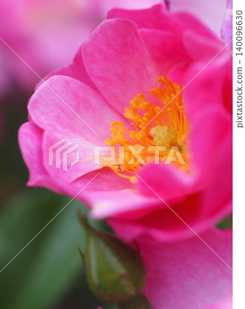 Rose (Lavender Dream, 20260515054814) 140096630