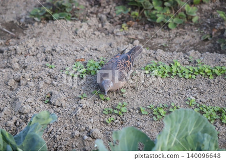 A turtle dove wanders around, searching for food. 140096648