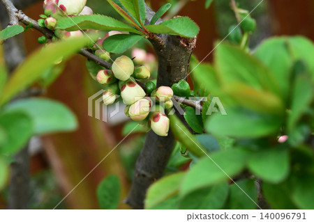淡粉紅色的榅桲花蕾 140096791