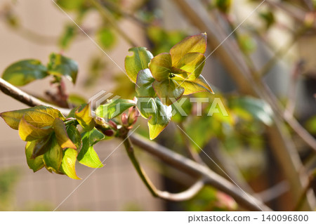 New shoots of the spindle tree in the garden 140096800