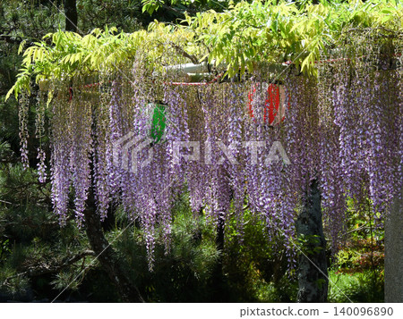 神社紫藤花架 140096890