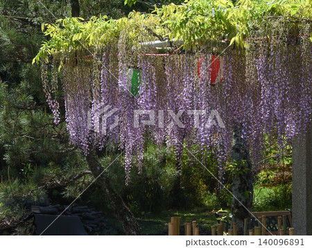 Shina Shrine Wisteria Trellis Shina Shrine Wisteria Trellis 140096891