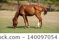 A brown chestnut horse grazing on green grass in an open field with a background of trees 140097054