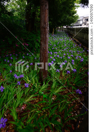 Kamigoryo Shrine (Gosei Shrine) First Kamigoryo Shrine (Gosei Shrine) First 140097090