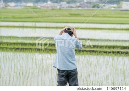 The back view of a farmer looking dejected in a rice field. The back view of a farmer looking dejected in a rice field. 140097114