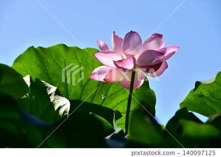 Pure lotus flowers and blue sky at Sankeien Garden in Yokohama City. Pure lotus flowers and blue sky at Sankeien Garden in Yokohama City. 140097125