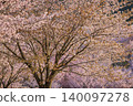 Cherry blossoms adorn the tunnel 140097278
