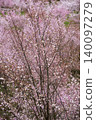 Cherry blossom petals dance 140097279