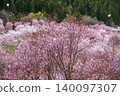 A mountain village surrounded by cherry blossoms 140097307