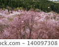 A rural landscape in full bloom with cherry blossoms. 140097308