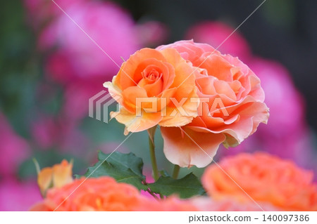 Orange Rose Brass Band Orange Rose Brass Band 140097386