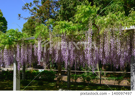 Three major shrines Wisteria of sand sliding Three major shrines Wisteria of sand sliding 140097497