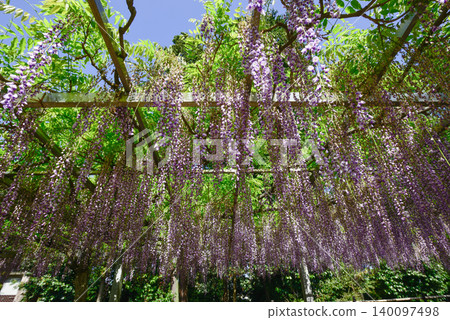 Three major shrines Wisteria of sand sliding Three major shrines Wisteria of sand sliding 140097498