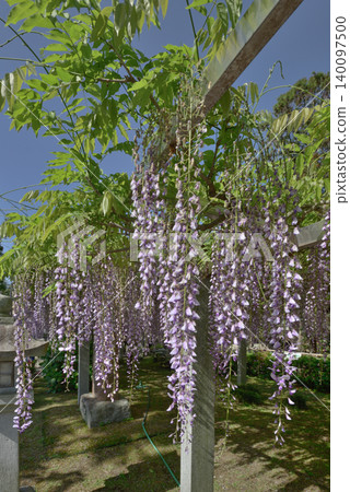 Three major shrines Wisteria of sand sliding Three major shrines Wisteria of sand sliding 140097500