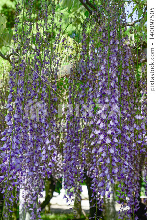 Three major shrines Wisteria of sand sliding Three major shrines Wisteria of sand sliding 140097505