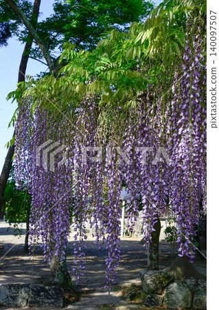 Three major shrines Wisteria of sand sliding Three major shrines Wisteria of sand sliding 140097507