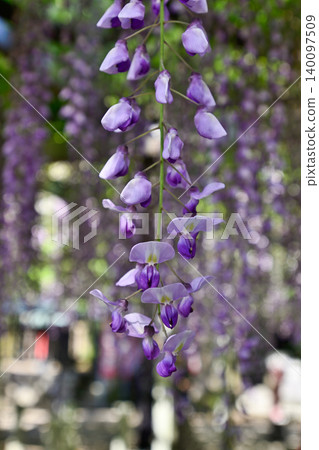 Three major shrines Wisteria of sand sliding Three major shrines Wisteria of sand sliding 140097509
