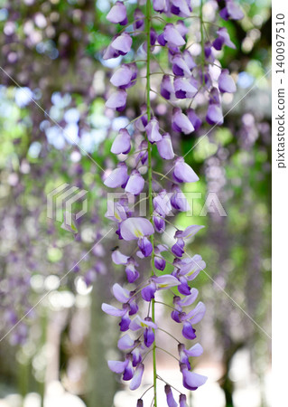 Three major shrines Wisteria of sand sliding 140097510