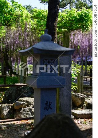 三大神社紫藤沙滑 140097514