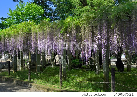 Three major shrines Wisteria of sand sliding Three major shrines Wisteria of sand sliding 140097521