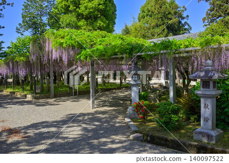 Three major shrines Wisteria of sand sliding Three major shrines Wisteria of sand sliding 140097522