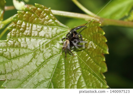 A male jumping spider hops around on a plant leaf. A male jumping spider hops around on a plant leaf. 140097523